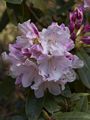 Rhododendron Herkules Różanecznik